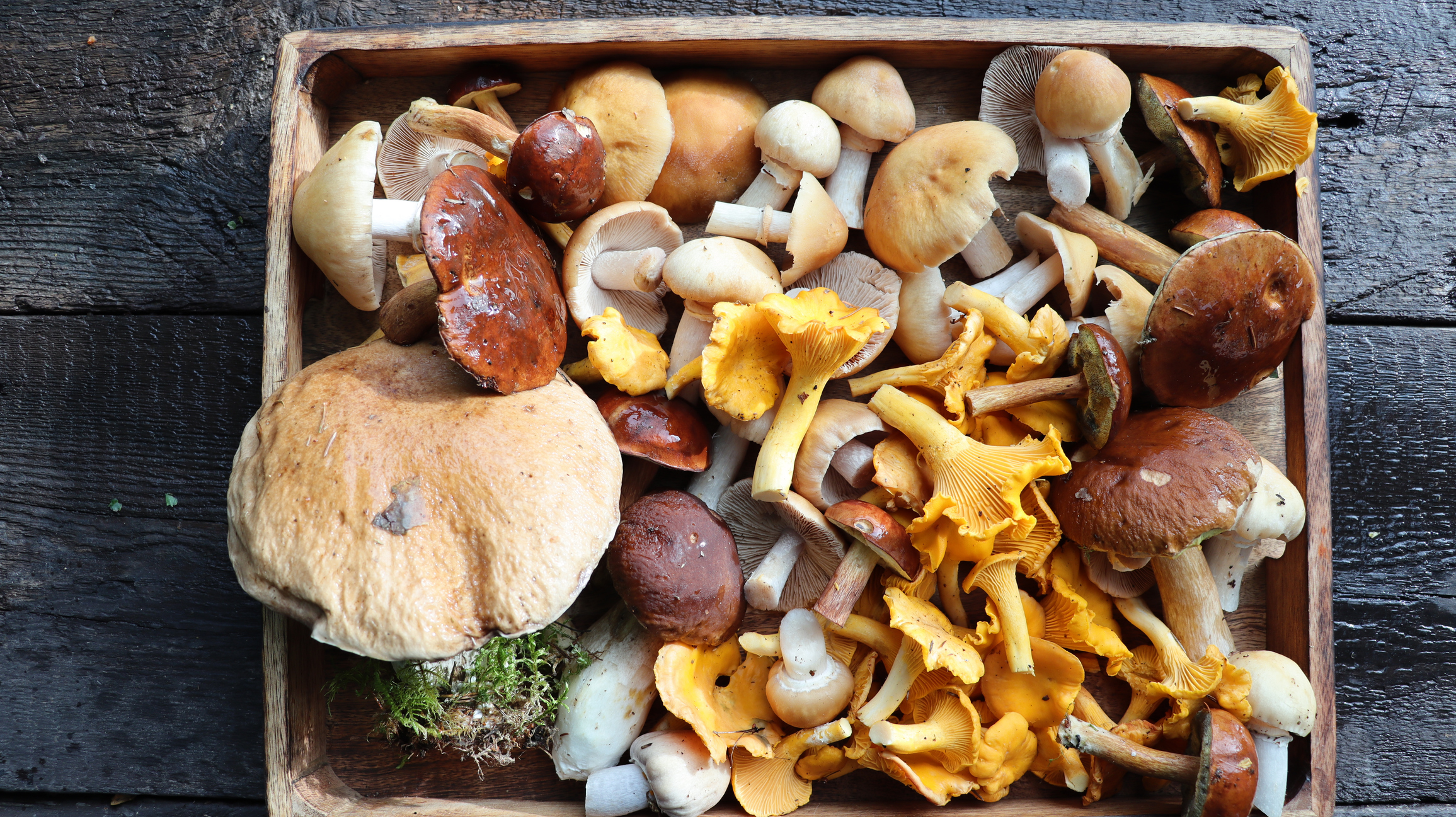 Organic Mushrooms in a Box 